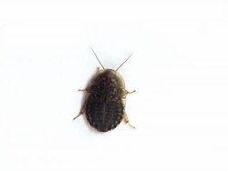 Cockroach PAL Stock Footage