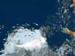 What a traffic! Fish lost in confusion Stock Footage