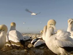 MS Shot of Cape gannets nesting and preening on island / Namaqualand, Northern Cape, South Africa Stock Footage