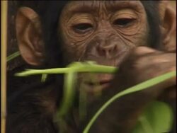 CU, Young chimpanzee (Pan troglodytes) chewing leafy vine, Gombe Stream National Park, Tanzania Stock Footage