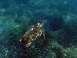 Loggerhead turtle (Caretta caretta) swimming in dappled light, Greece, Mediterranean Stock Footage