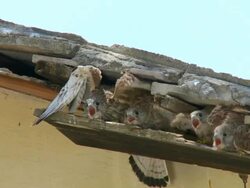 MS Shot of Lesser Kestrel (Falco naumanni) feeding chicks in old house roof / Judea, Israel Stock Footage