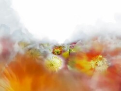 BLOOMING GERANIACEAE FIELD  - clouds/geraniaceae/white (seamless loopable) Stock Footage