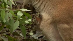A wallaby joey rests in its mother's pouch. Stock Footage