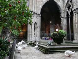 Cathedral (Cathedral of Santa Eulalia), fountain and geese in the cloister, Barcelona, Spain Stock Footage