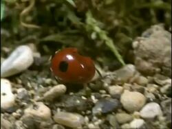2-spot Ladybird Beetle, moving over stoney ground, England Stock Footage