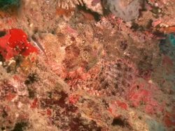 Scorpion fish, camouflaged on reef wall, Borneo, Malaysia, Southeast Asia Stock Footage