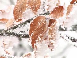 HD: Frosted leaves Stock Footage