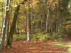 Autumnal deciduous forest Stock Footage