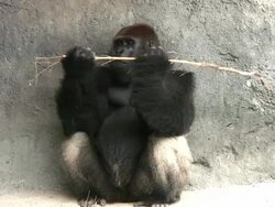 Gorilla Eating Stock Footage