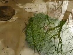 Pristine Springs Stock Footage