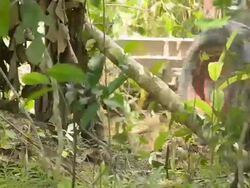 Deforestation for Agricultural Area Stock Footage