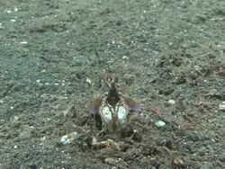 Mantis Shrimp Stock Footage