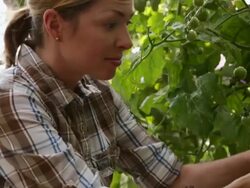 Worker pruning tomato plants in greenhouse Stock Footage