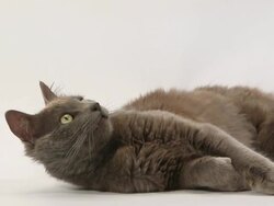 Grey angora domestic cat laying down and looking around against white background Stock Footage