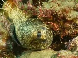 CU Paint spotted moray eel lying on its side pushing water over gills / Matola, Maputo, Mozambique Stock Footage