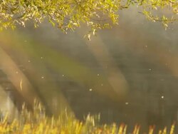 HD DOLLY: Autumn Tree In The Marsh Stock Footage