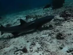 MS White tip reef shark resting on sandy bottom then swimming away / Sipadan, Semporna, Tawau, Malaysia Stock Footage