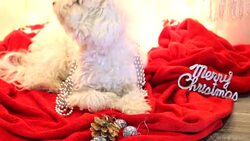 cute white dog plays on Christmas blanket Stock Footage