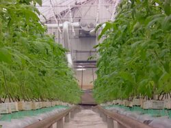 MS Shot of tomatoes plantation in glass roof / Minneapolis, Minnesota, United States Stock Footage