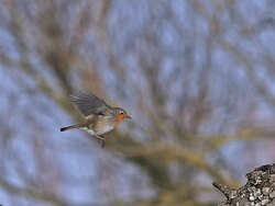 MS SLO MO Shot of European Robin (erithacus rubecula) adult in Flight and landing on Branch of tree / Vieux Pont, Normandy, France Stock Footage