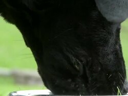 HD SLOW MOTION: Dog drinking water Stock Footage