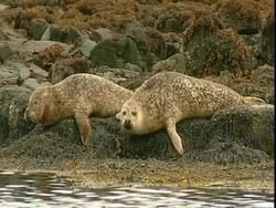 MS Grey seals (Halichoerus grypus) on rocks, one seal raises head inquisitively, Norfolk, UK Stock Footage