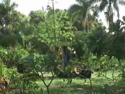 Death: Lush Tropical Cemetery, Zoom In Stock Footage