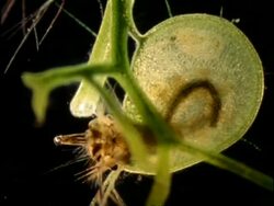 Bladderwort catching mosquito larva, UK Stock Footage