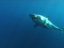 Low Angle pan-left - A great white shark uses his tail fins to propel through sun-dappled water. Stock Footage
