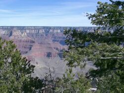 Grand Canyon view through trees from a distance Stock Footage