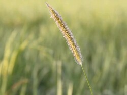 Rice flower with the paddy background. Stock Footage
