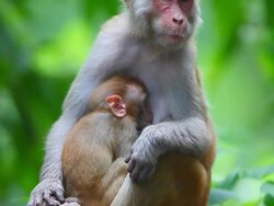 Rhesus Stock Footage