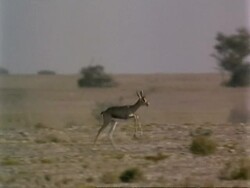 WA Arabian gazelles, Gazella arabica, running over desert, Jiddat al Harasis desert, Oman Stock Footage