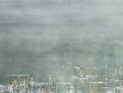 HD: Marsh In Mist Stock Footage