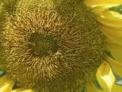 CU Shot of honeybee (Apis mellifera) gathers pollen on a large yellow sunflower / Valparaiso, Indiana, United States Stock Footage