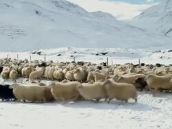 MS Shot of large flock of Icelandic sheep crossing from left to right during rettir / Skagafjorour, Nordhurland Vestra, Iceland  Stock Footage