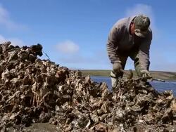 Oyster Farm On Point Reyes Nat'l Seashore Loses Court Appeal To Stay Open Stock Footage