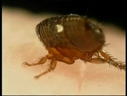 BCU Cat Flea (Ctenocephalides felis) feeding, on human skin Stock Footage