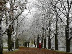 MS Woman walking in snowfall one avenue of trees along /  Landshut, Bavaria, Germany Stock Footage