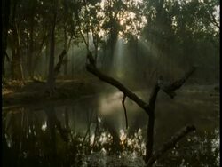 WA jungle lake with light streaming in, Bandhavgarh National Park, India Stock Footage