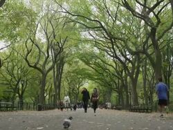 SLO MO People walking and jogging in park / Manhattan, New York City, New York State, USA Stock Footage