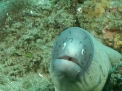 CU Shot of Geometric moray eel lying in rock crevice covering with coral and sponges / Matola, Maputo, Mozambique Stock Footage