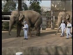 JAPAN: CHRISTMAS COMES EARLY TO TOKYO ZOO News Clip
