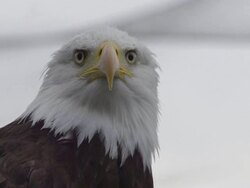 HD SLOW MOTION: Bald Eagle Stock Footage