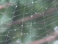 Dew drops on silk spider web Stock Footage