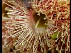 BCU Tongue of Australian Honey possum, Tarsipes spenserae, drinking nectar Stock Footage