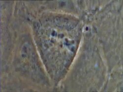 T/L mitosis of Potoroo (Potorous) cell Stock Footage