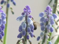 Bee feeding in the Grape hyacinth Stock Footage