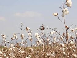 Cotton ball Stock Footage